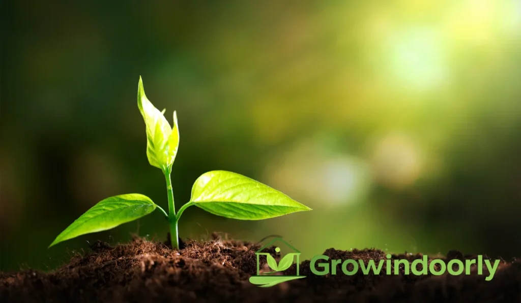 Avoiding these frequent errors keeps your plant healthy and thriving