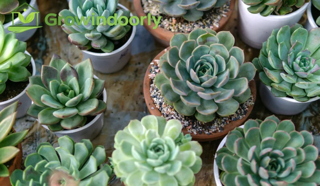  Begin with small faux potted succulents, trailing pothos, or single stem stems before investing in large floor trees