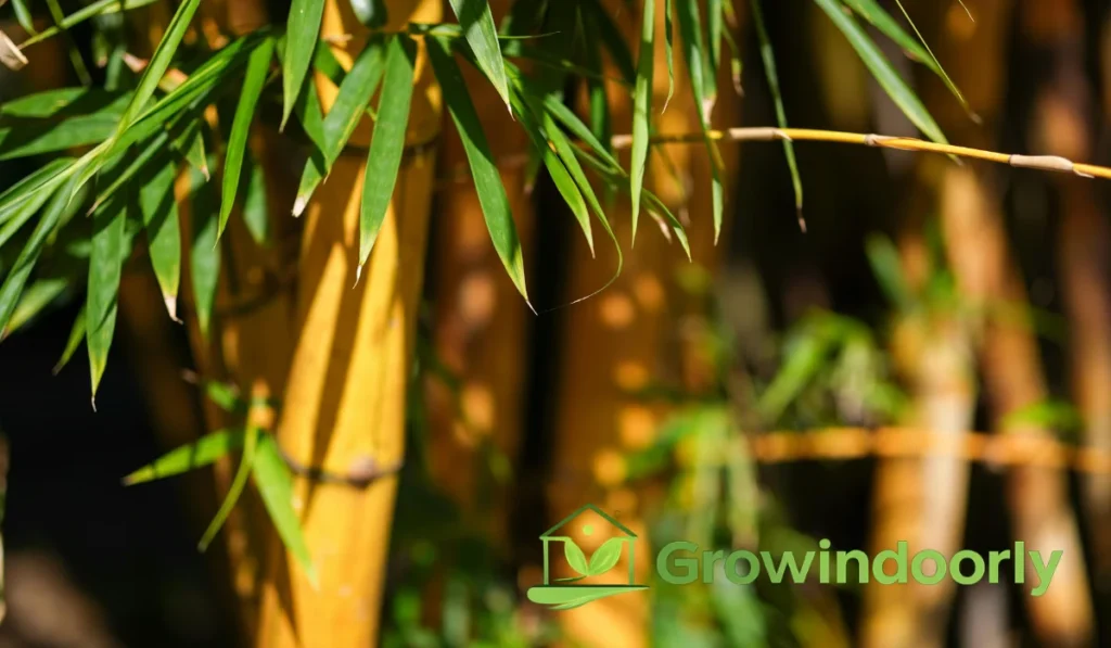 Benefits and Advantages of Indoor Green Stalks