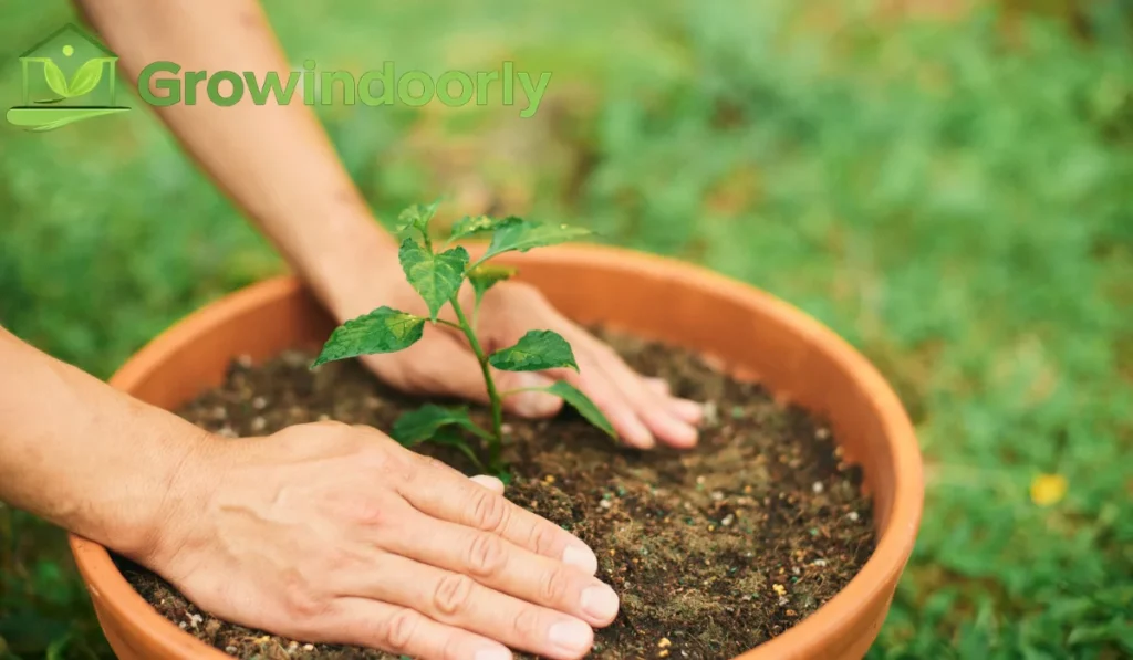Create a lightweight, well-draining potting soil mix by blending
