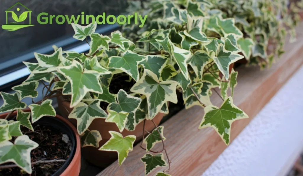 English ivy needs a well-draining, airy potting medium that holds moderate moisture without becoming muddy or compacted over time.
