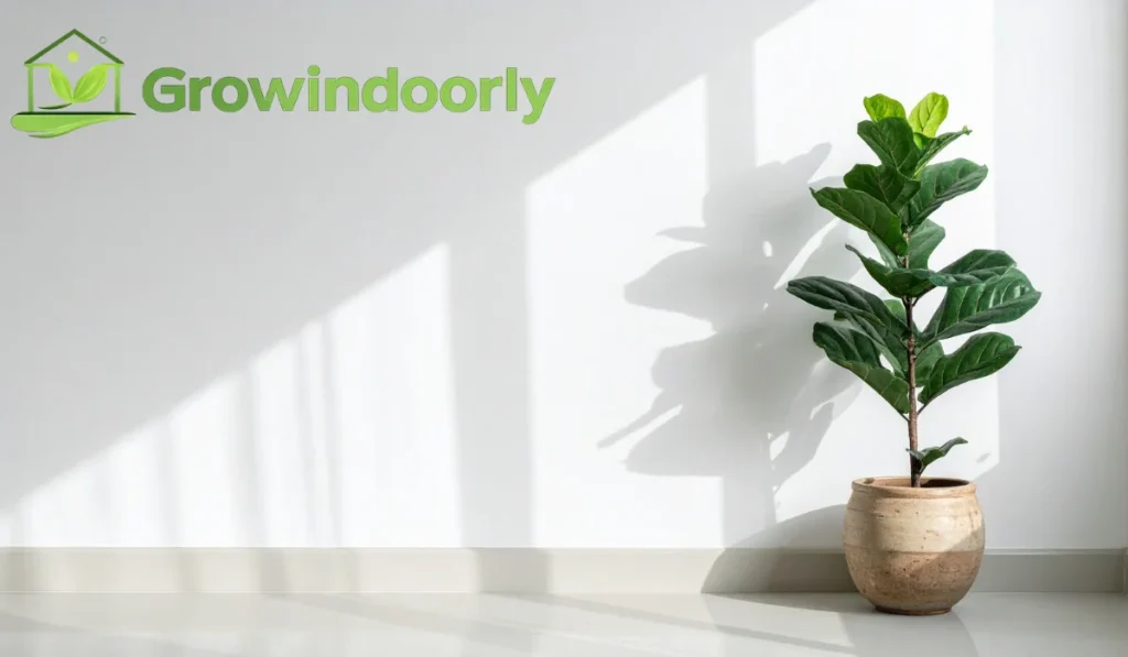 Fiddle-Leaf Fig