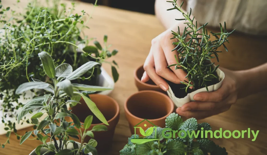 For experienced indoor gardeners looking to manage tall trees and climbing foliage, these techniques deliver superior results: