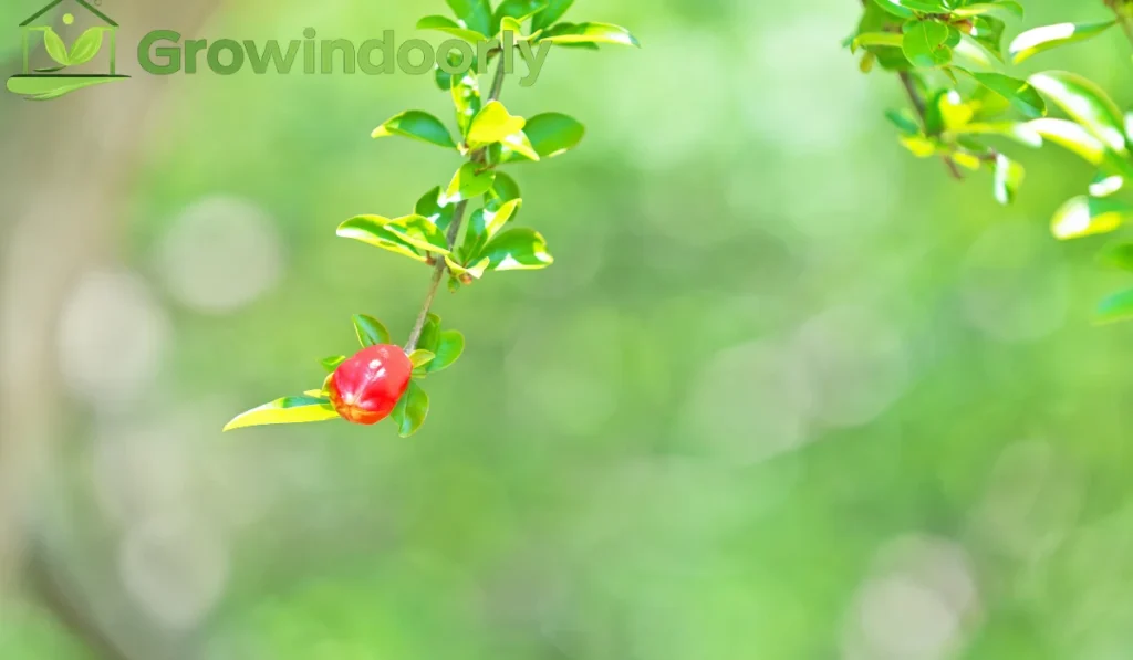  If any single factor is missing, the plant may survive, but it will lack the surplus energy needed to throw out buds.