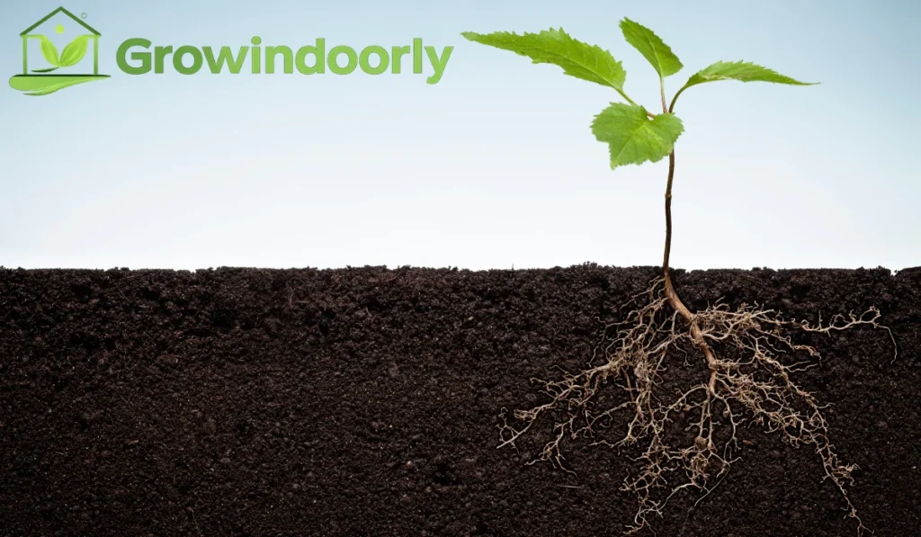 Large plants need heavy, stable, and well-draining soil mixes that anchor deep root structures without becoming waterlogged.