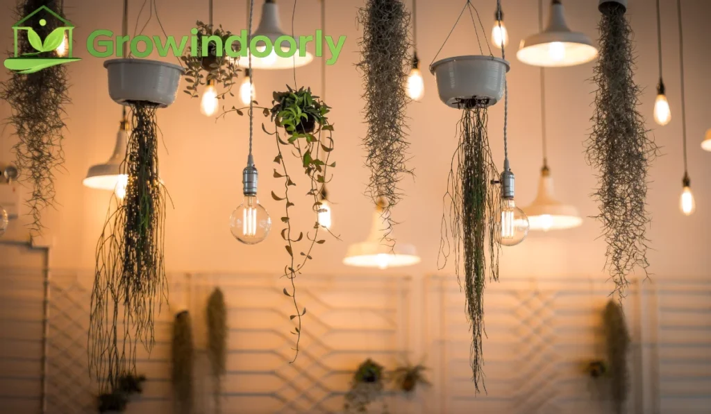 Lighting Requirements for Elevated Pots