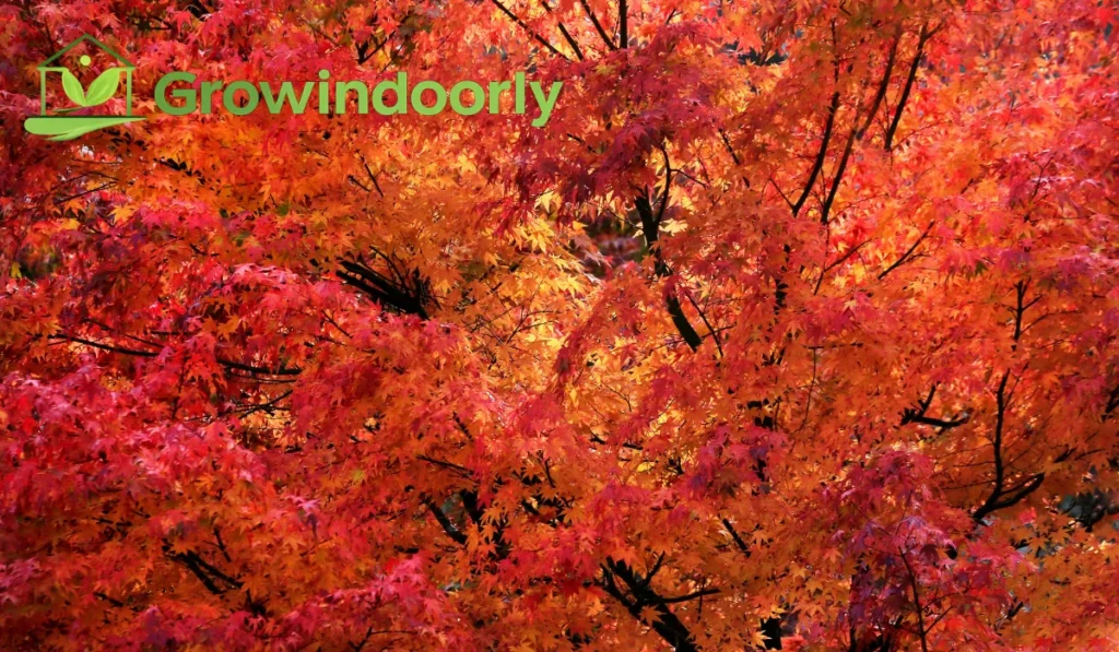 Lighting Requirements for Vibrant Foliage