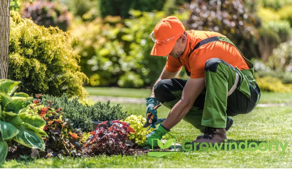 Maintenance and Pruning Routine