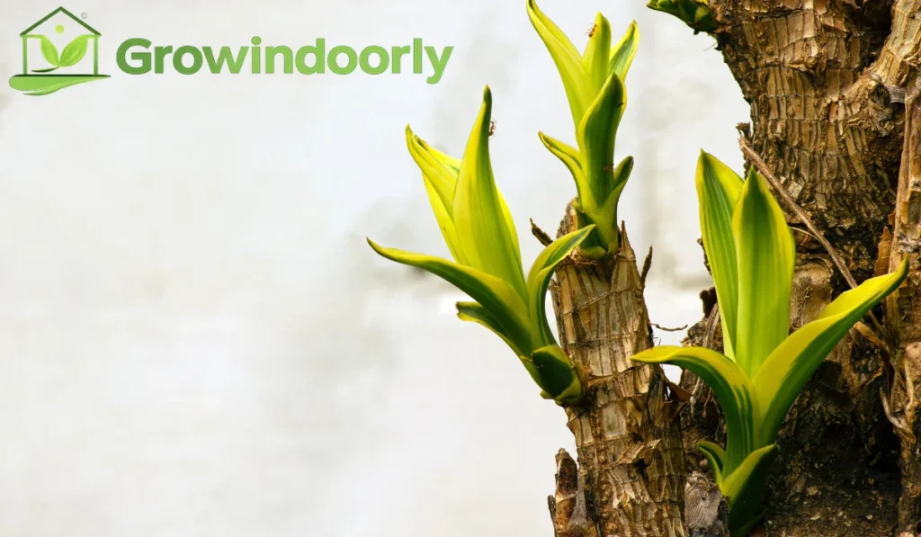 Most large houseplants originate from tropical and subtropical climates where temperatures stay consistently warm year-round.