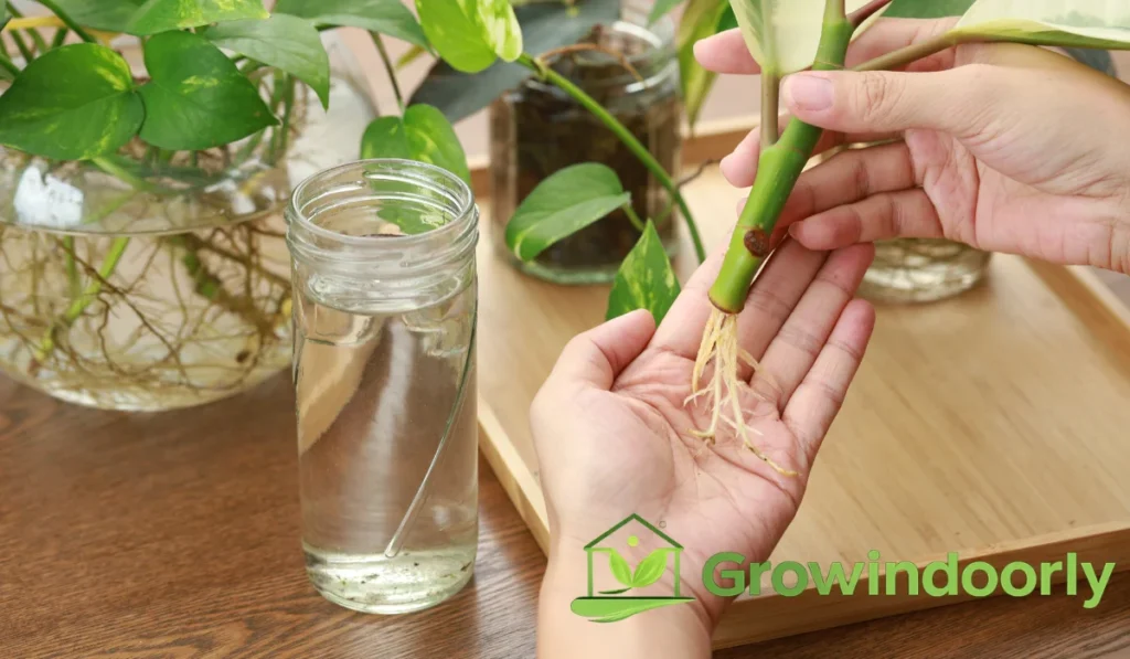Multiplying your ivy collection is simple and fast using stem cuttings in water