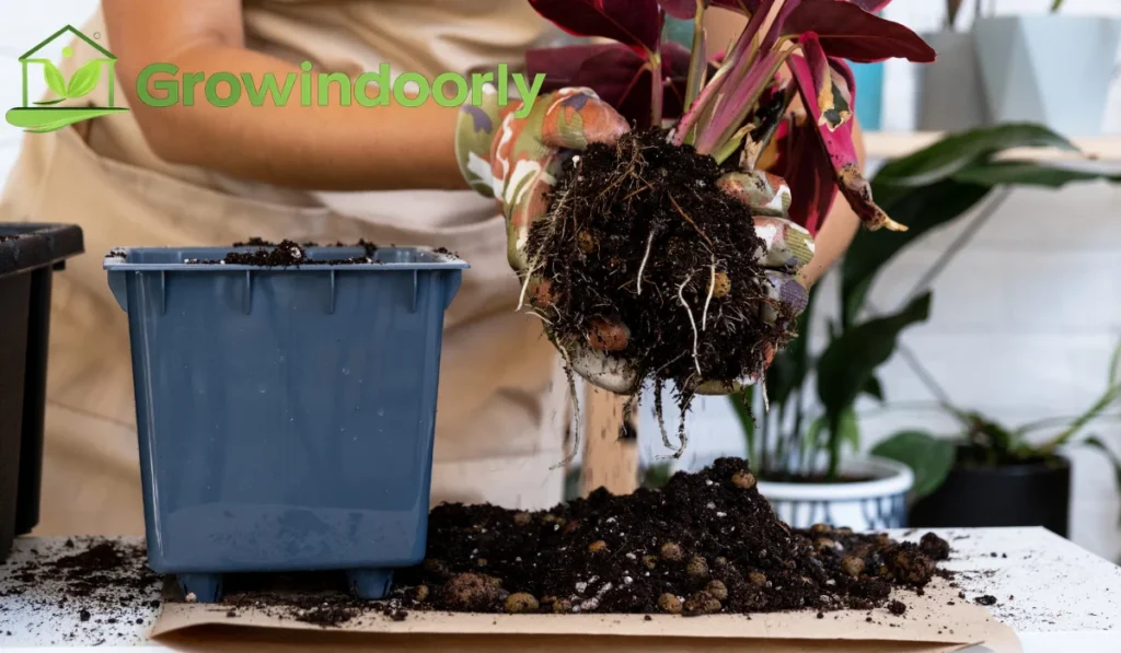 Overwatering remains the primary cause of houseplant failure. Roots require a balanced mixture of water and soil oxygen to prevent rot and sustain leaf transpiration.