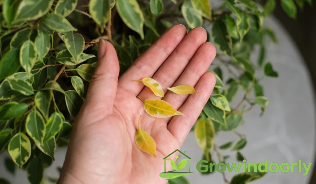 Popular Ficus Varieties for Every Space