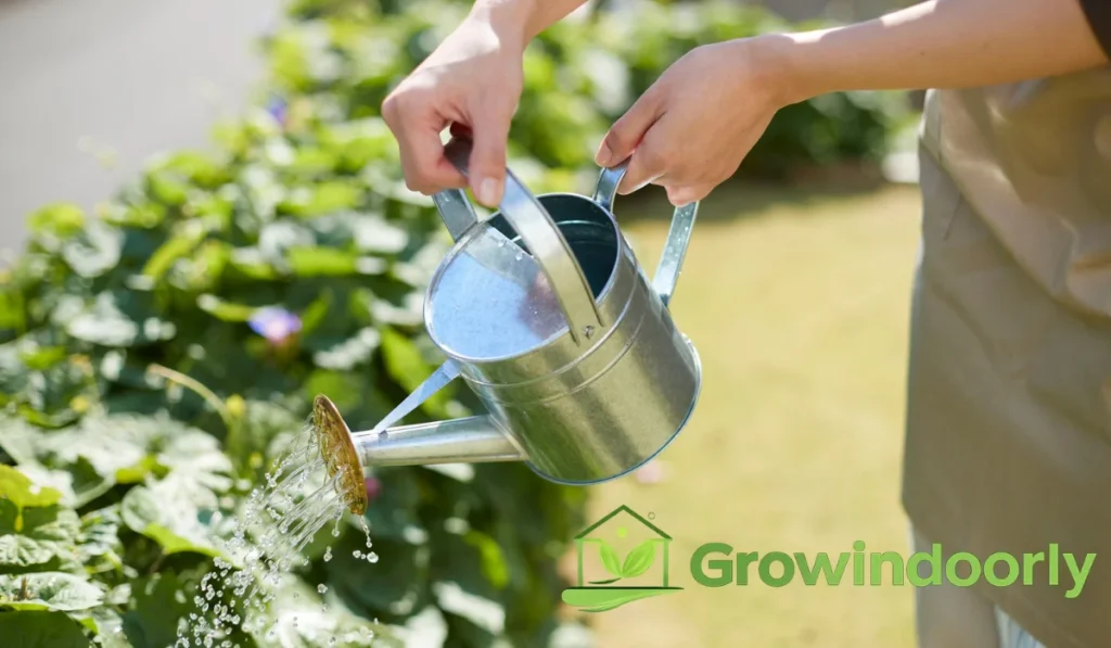 Proper watering keeps root systems healthy so they can sustain foliage growth and harbor beneficial root microbes.