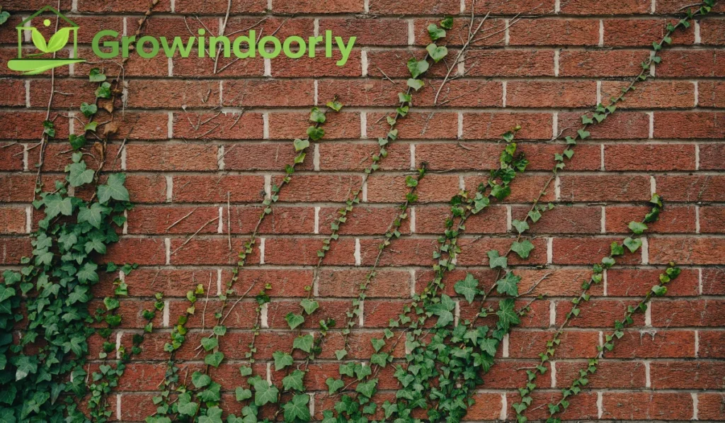 Regular maintenance keeps your ivy full, bushy, and neatly contained within your living space.