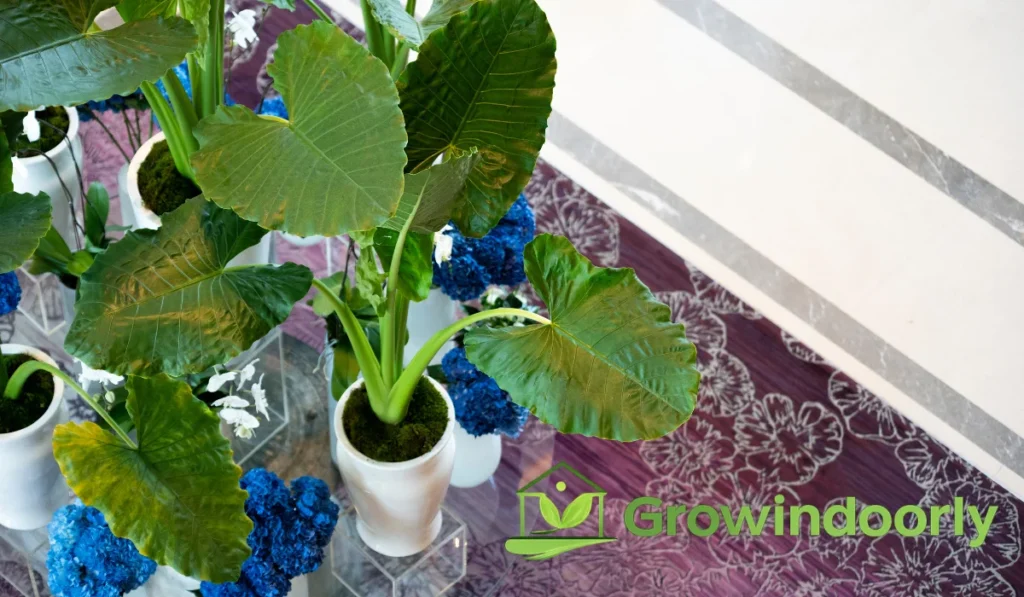 Routine care keeps leaves functioning efficiently as biological air scrubbers.