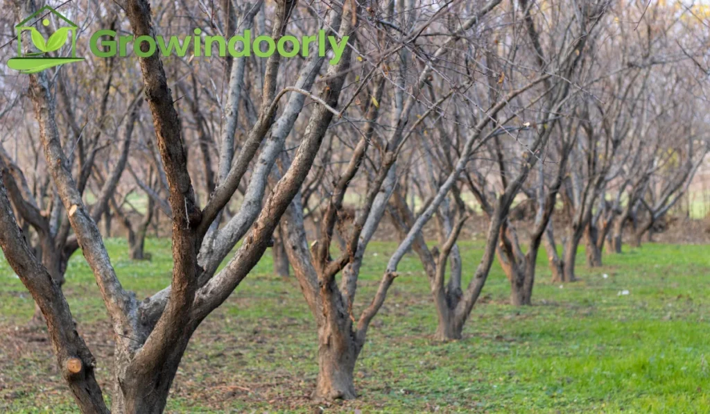 Seasonal Care and Winter Dormancy