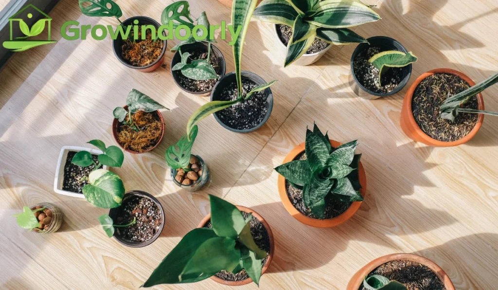 Selecting proven shade-tolerant varieties ensures strong results regardless of your experience level.