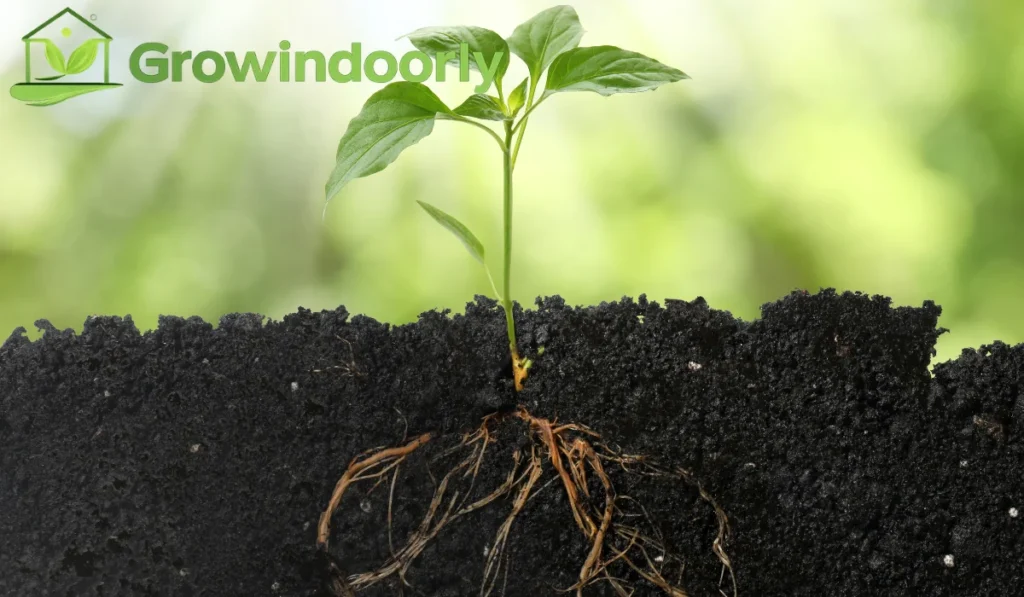 Soil and Growing Medium Selection