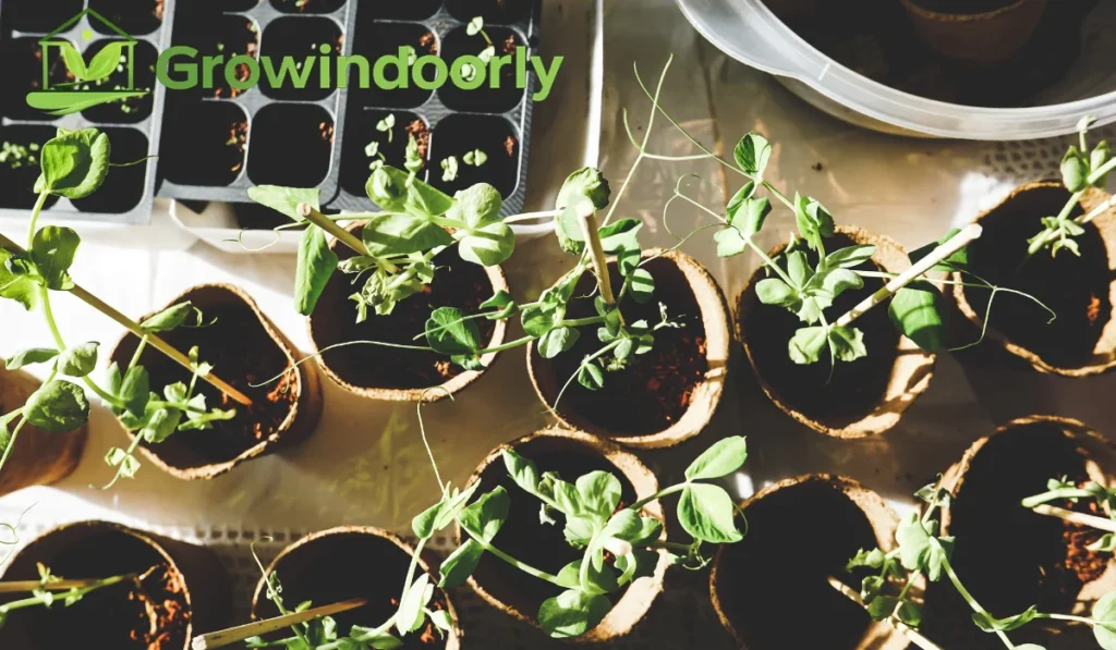 Steering clear of common indoor gardening mistakes protects slow-growing foliage from unnecessary stress