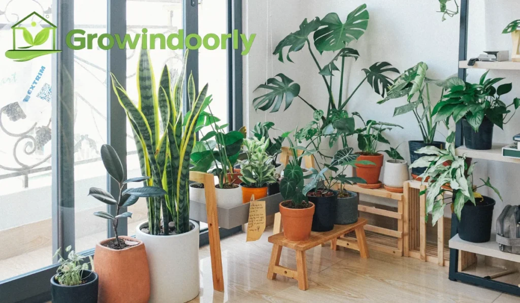 Sudden changes in light, cold drafts, or severe overwatering