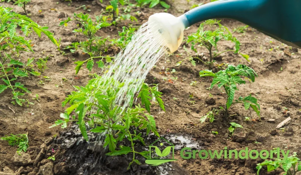 The Drench and Drain Method