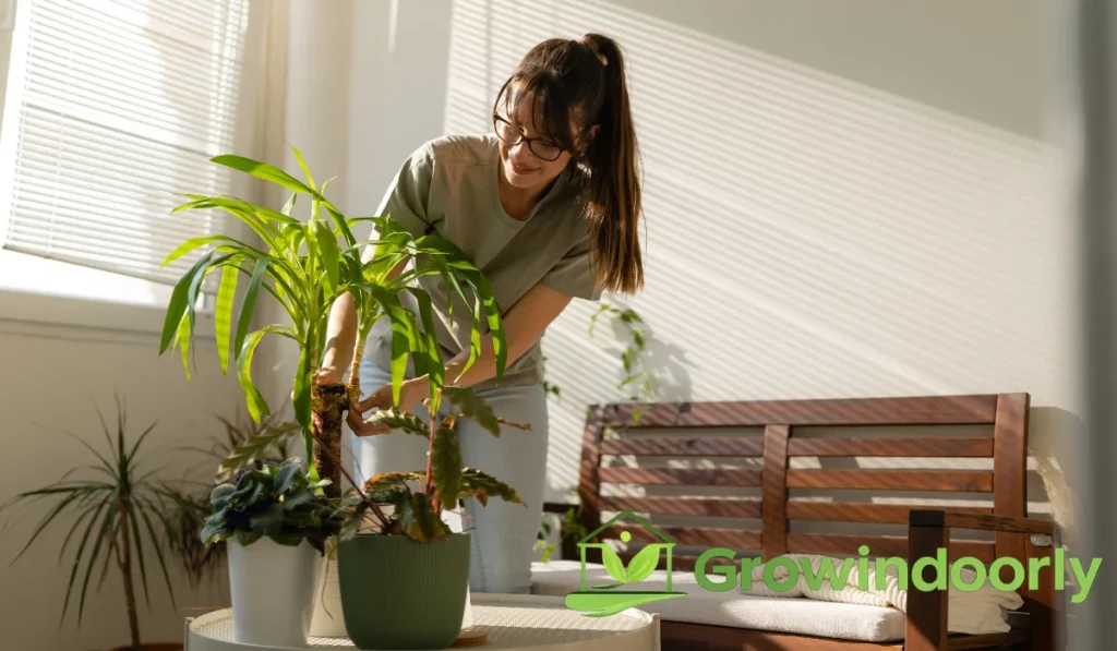 The type of potting mix you use dictates how often you should feed.