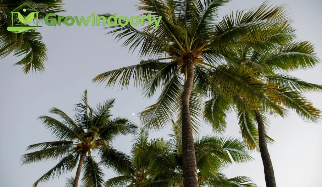 Tropical flora prefers consistent warm temperatures and suffers quickly when exposed to sudden thermal fluctuations.