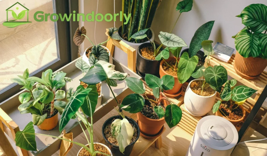 Understanding the Colocasia Indoor Plant