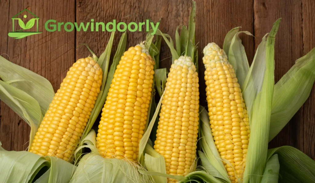 Understanding the Corn Plant