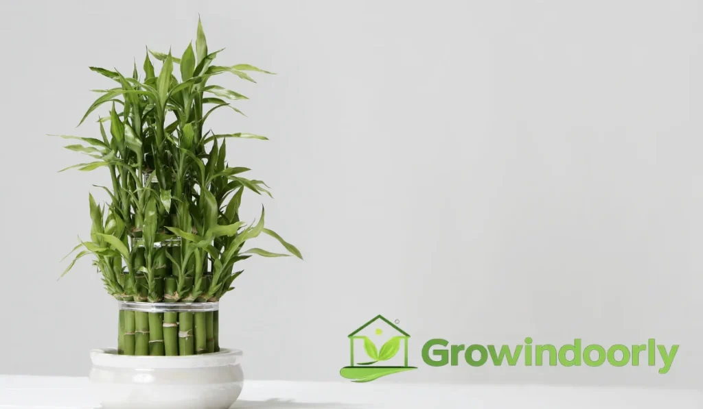 Understanding the Indoor Bamboo Plant