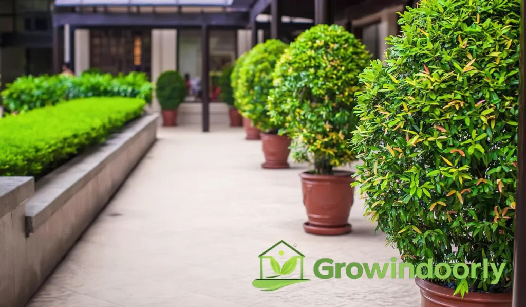 Vertical greenery transforms the feel and function of indoor spaces. Integrating large potted trees offers significant interior benefits beyond basic decoration