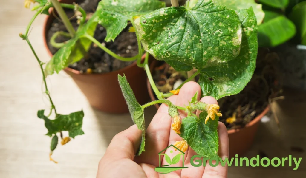 When your identified houseplant shows signs of distress, use this quick troubleshooting guide to diagnose and fix the root cause: