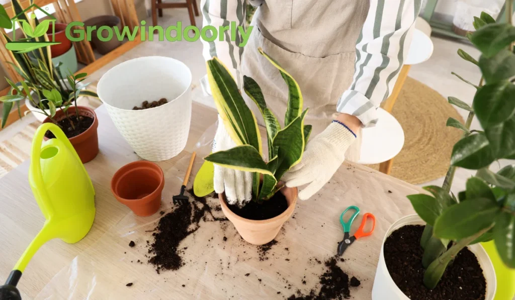 You do not need an expensive lab setup to identify houseplants accurately at home. A few simple, low-cost tools make the process quick and precise.