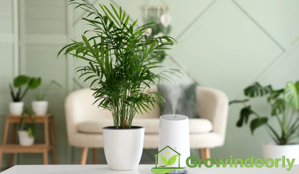 air purifying indoor plants