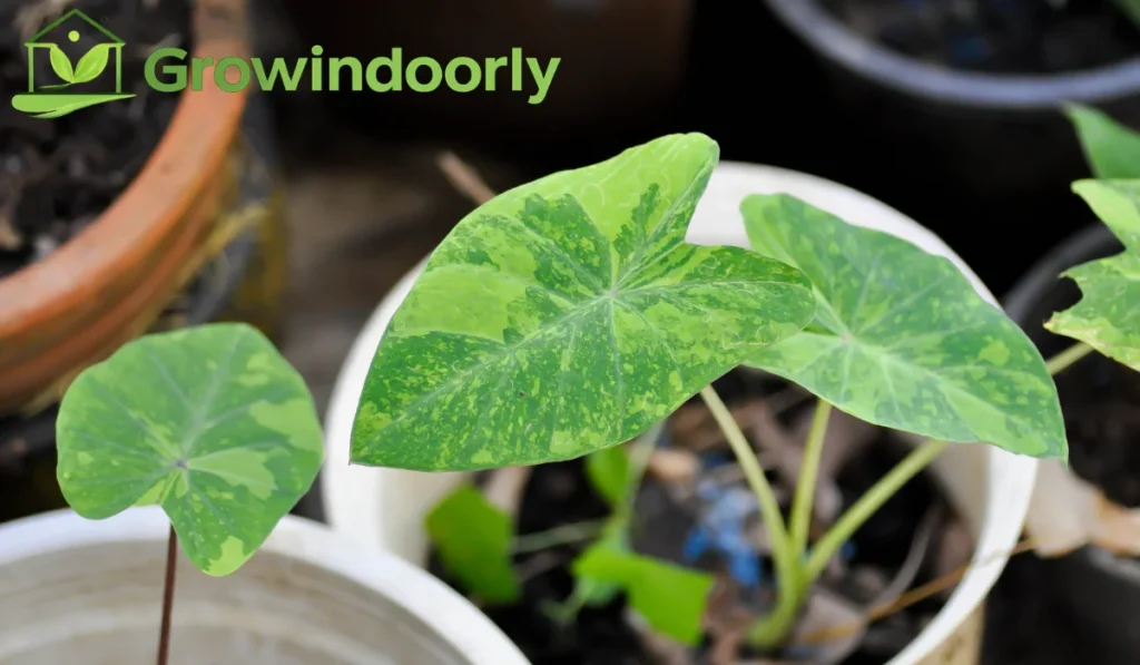 colocasia indoor plant