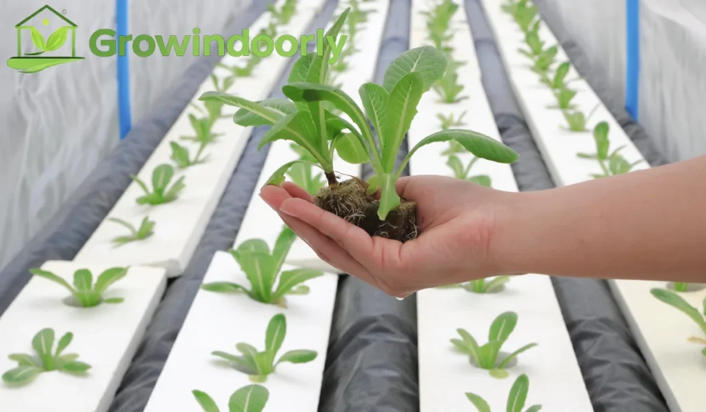 Different Growing Approaches: Soil vs Semi-Hydroponics