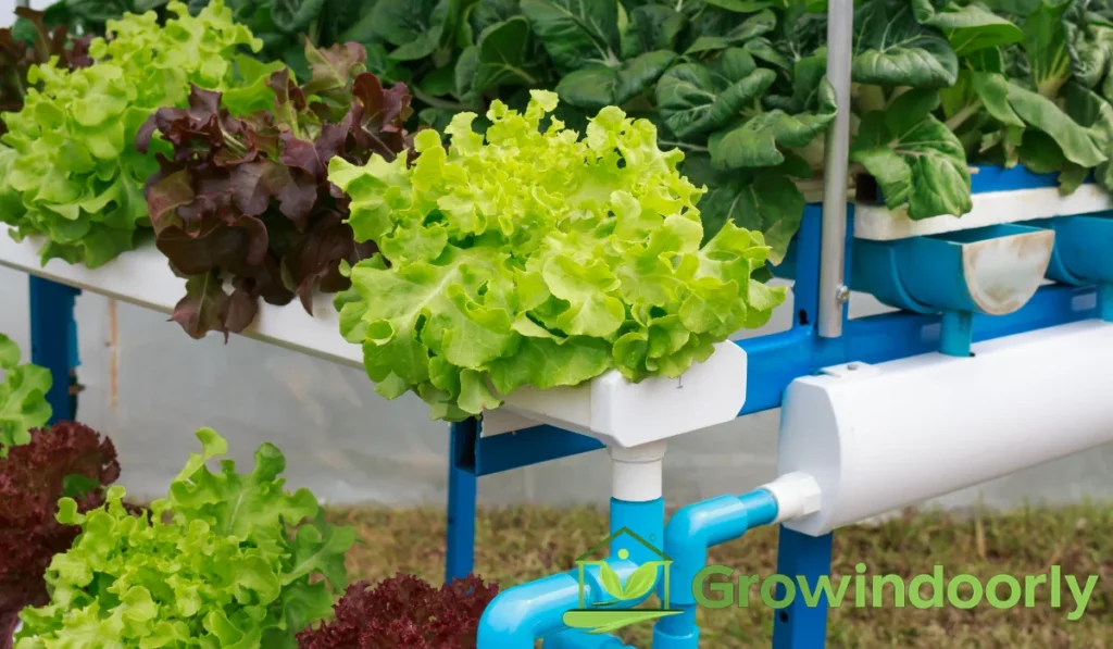 Different Growing Methods: Soil, Semi-Hydroponics, and Water Culture