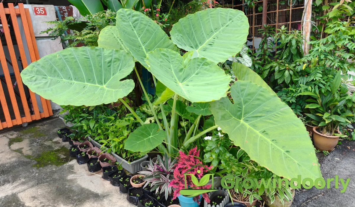 Elephant Ear Plant Indoor