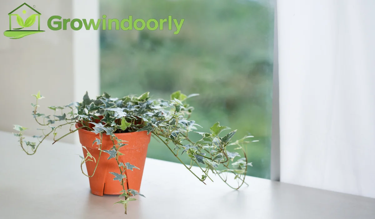 English ivy indoor plant