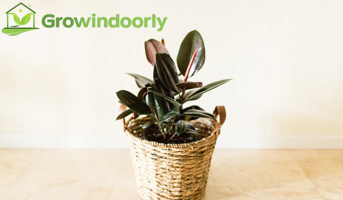 ficus indoor plant