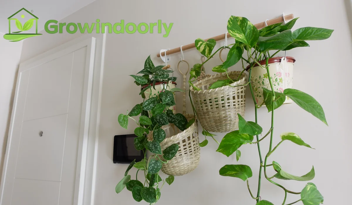 hanging indoor plants