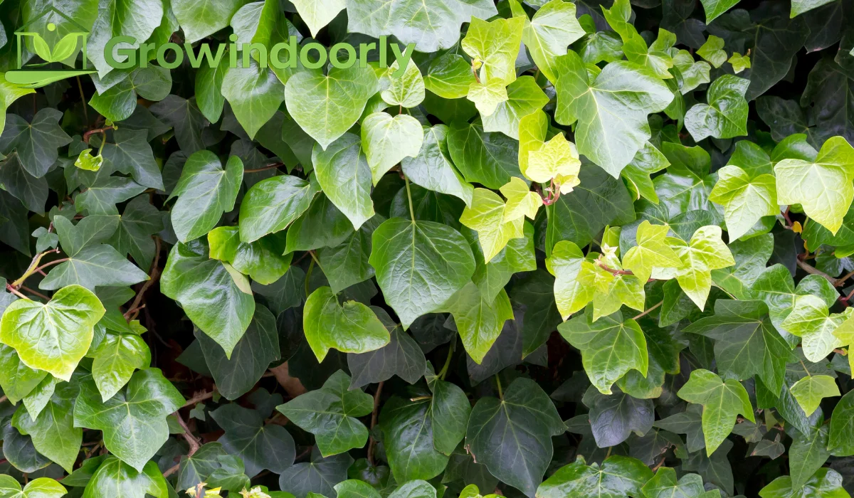 Hedera Helix Indoor