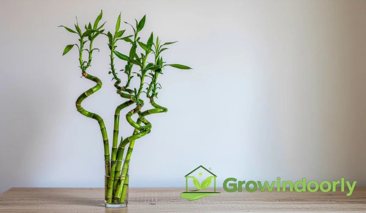indoor bamboo plant