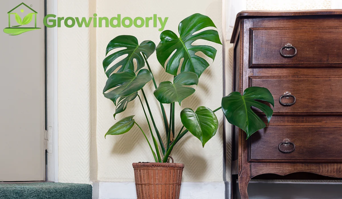 indoor monstera plant