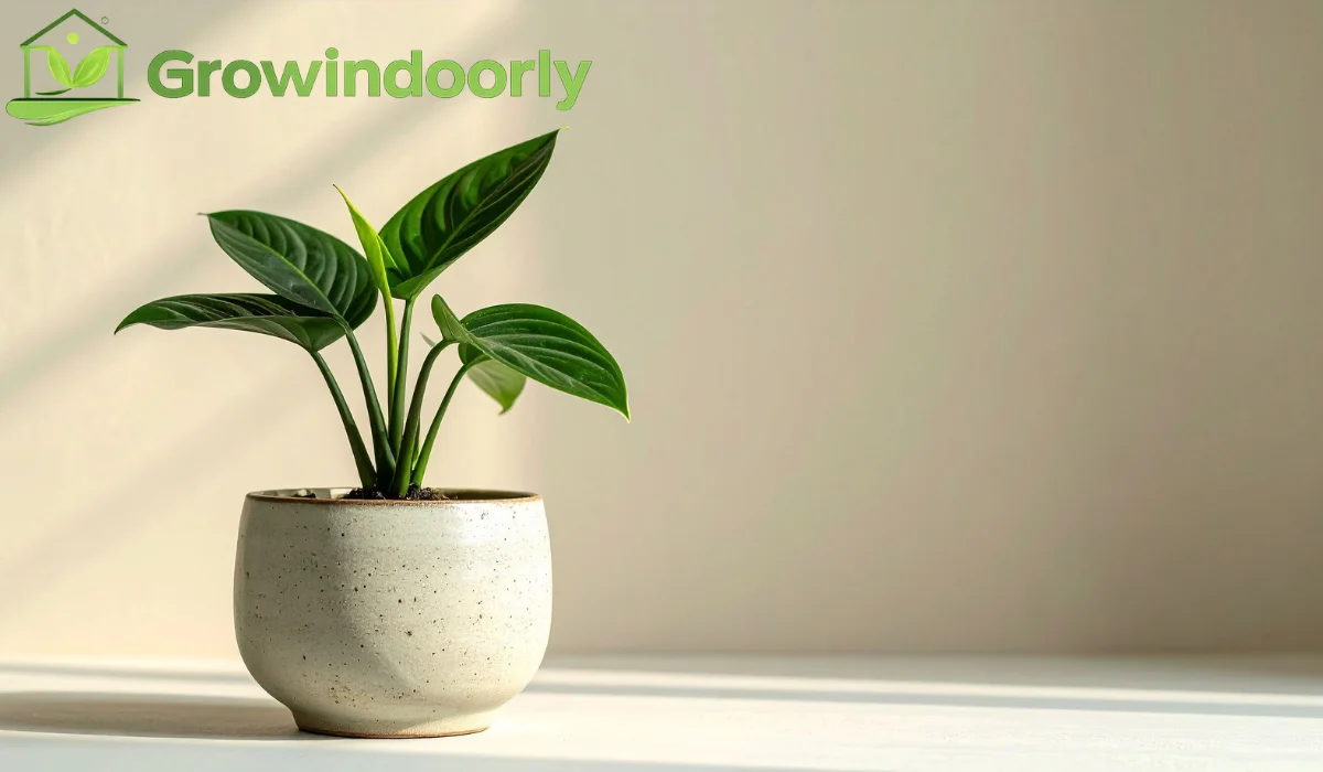 Indoor Plant Food
