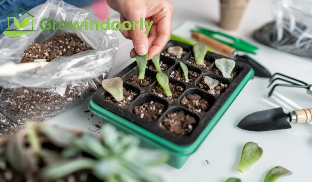 indoor plant soil
