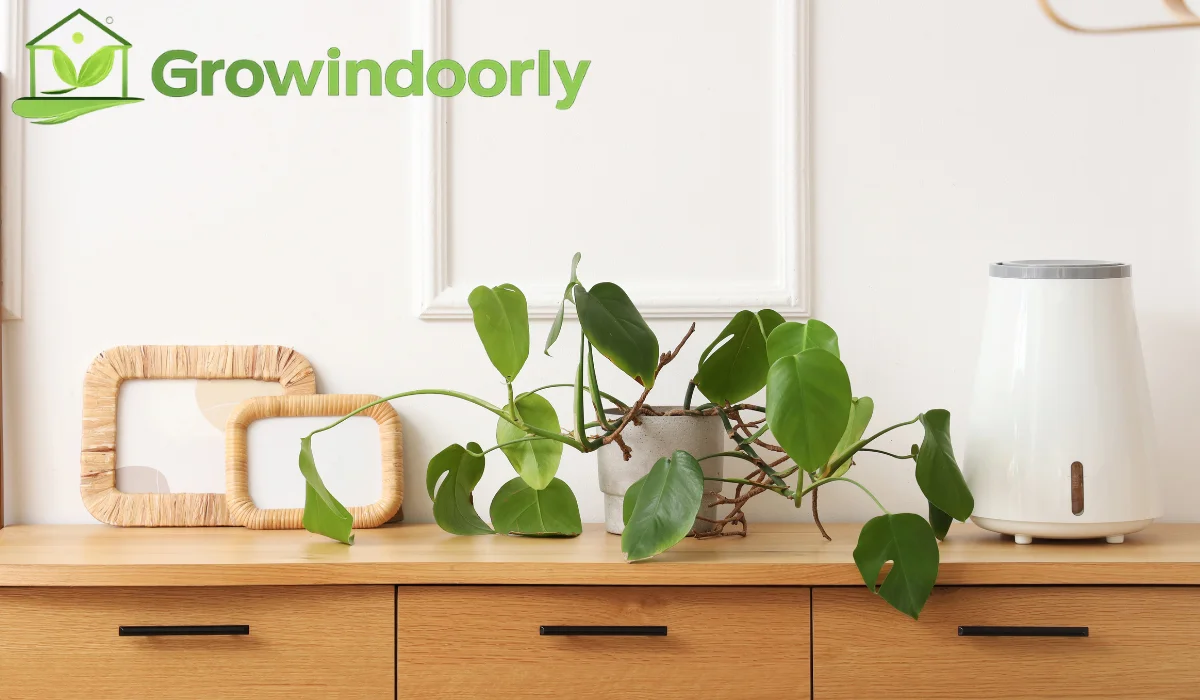 Indoor Purifier Plants