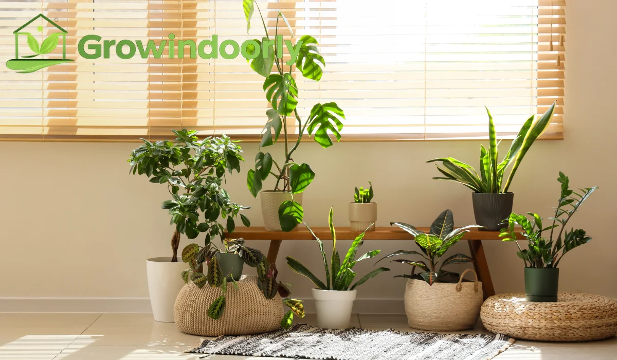 indoor tree plants