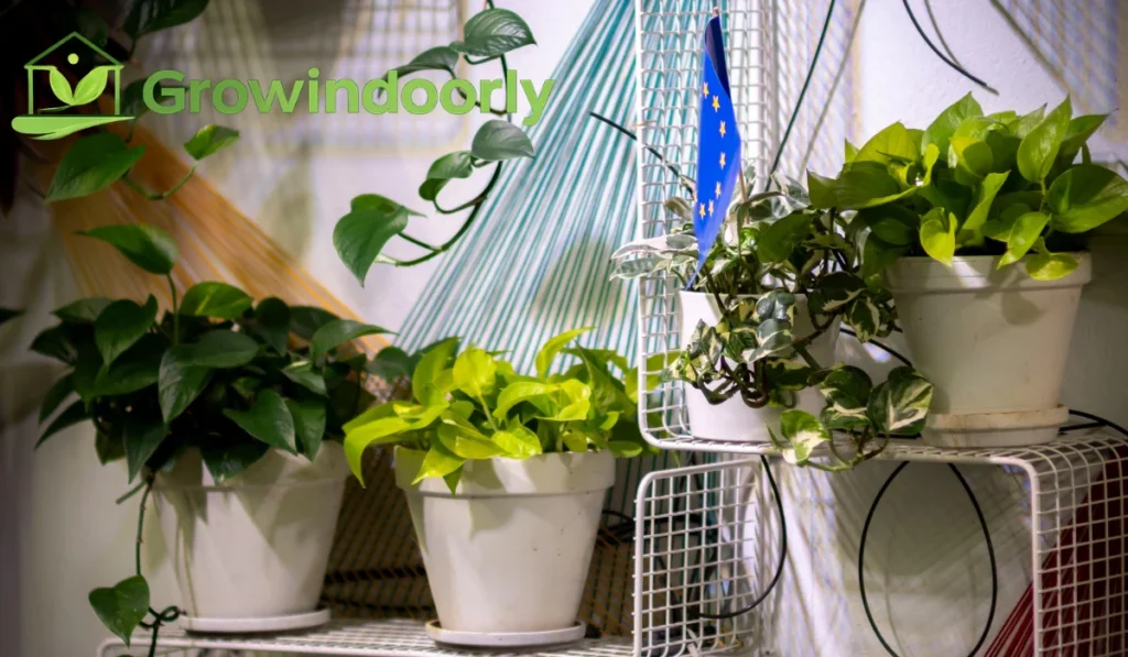 indoor vining plants
