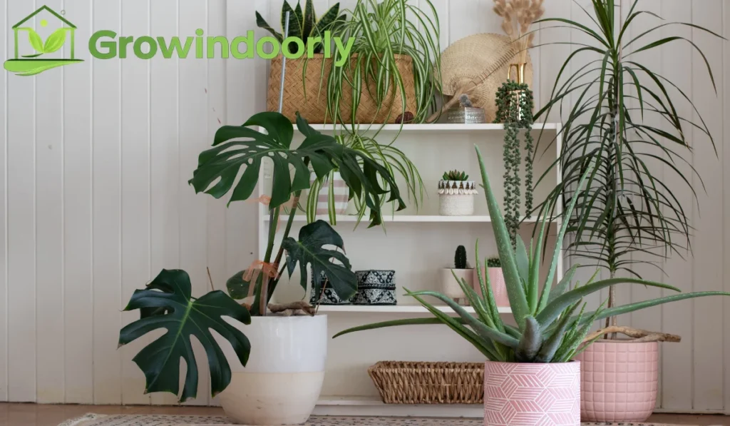 Largest Indoor House Plants